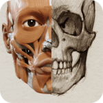 3D Anatomy for the Artist