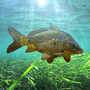 3DCARP2 3.1 1 3DCARP 2 Logo