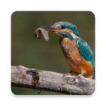 Birds Of Europe