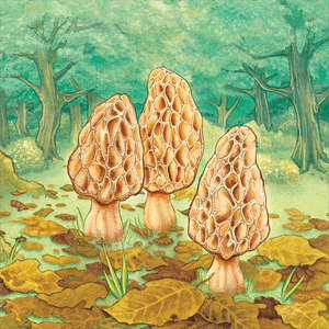 Morels - 모렐 1.10.03 1 Morels Logo