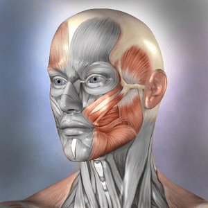 Muscle and Bone Anatomy 3D - 근육 및 뼈 해부학 3D 1.2.1 1 Muscle and Bone Anatomy 3D