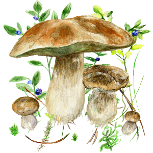 Aplikace na houby - 버섯 애플리케이션 72 1 Mushrooms app Logo
