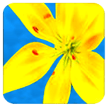 Photo Video Gallery