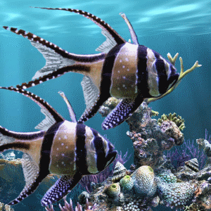 실제 수족관 라이브 배경 화면 2.30 1 The real aquarium Live Wallpaper Logo