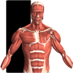 Visual Anatomy logo 1