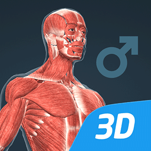 인체 (남성)대화식 교육적 3D 1.24 1 unnamed 320