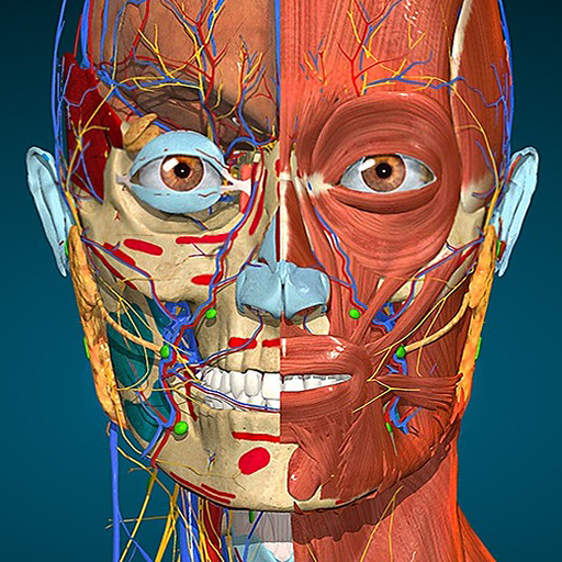 Anatomy Learning - 3D Anatomy - 해부학 학습 - 3D 해부학 2.1.449 1 anatomy learning 3d anatomy logo