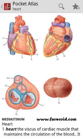 Atlas of Anatomy – 해부학 아틀라스 4.3.059 2