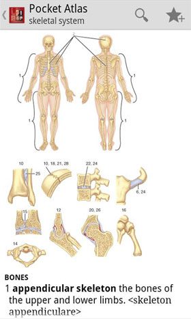 Atlas of Anatomy – 해부학 아틀라스 4.3.059 3