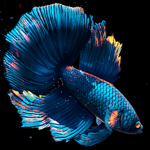 Betta Fish - 베타 물고기 (잠금 해제) 1.4 1 betta fish wallpaper logo