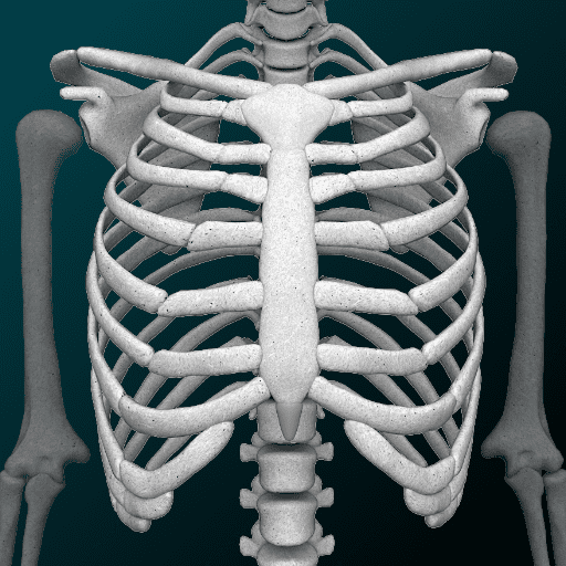 Osseous System in 3D (Anatomy) - 3D 뼈 시스템 (해부학) 3.5.4 버그판 1 osseous system in 3d anatomy logo