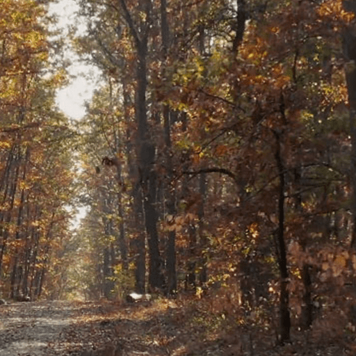 가을 잎 lwp - 가을 잎 1.006 1 the autumn fall leaves live wallpaper logo