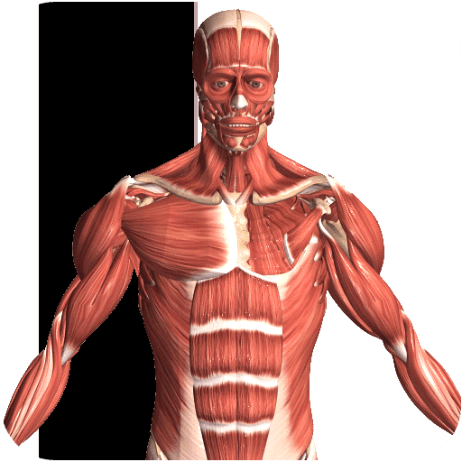 Visual Anatomy 2 - 비주얼 해부학 2 0.44 1 visual anatomy 2 android logo